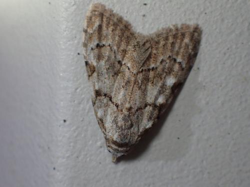 Nola confusalis